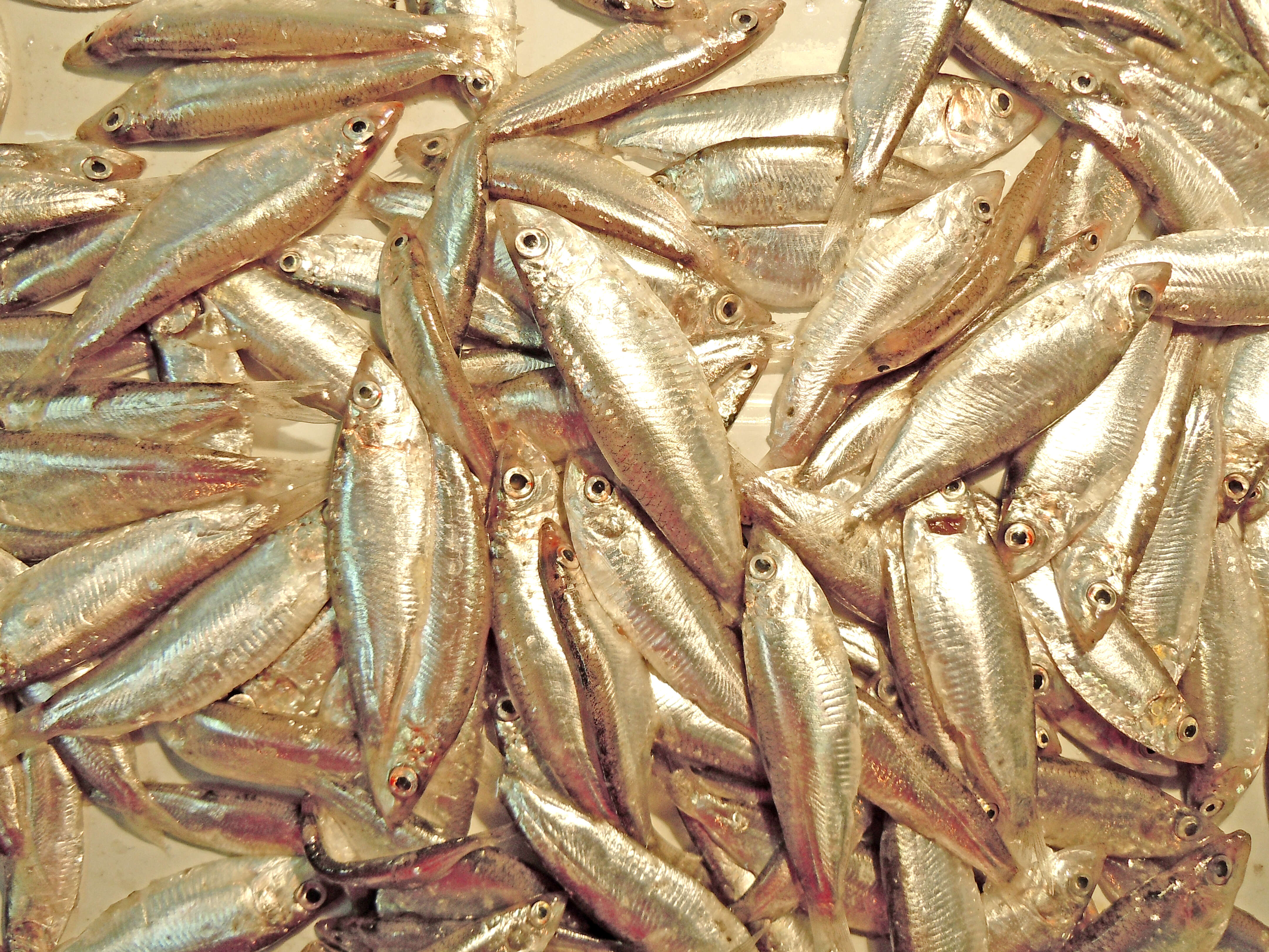 Image of Black and Caspian Sea sprat