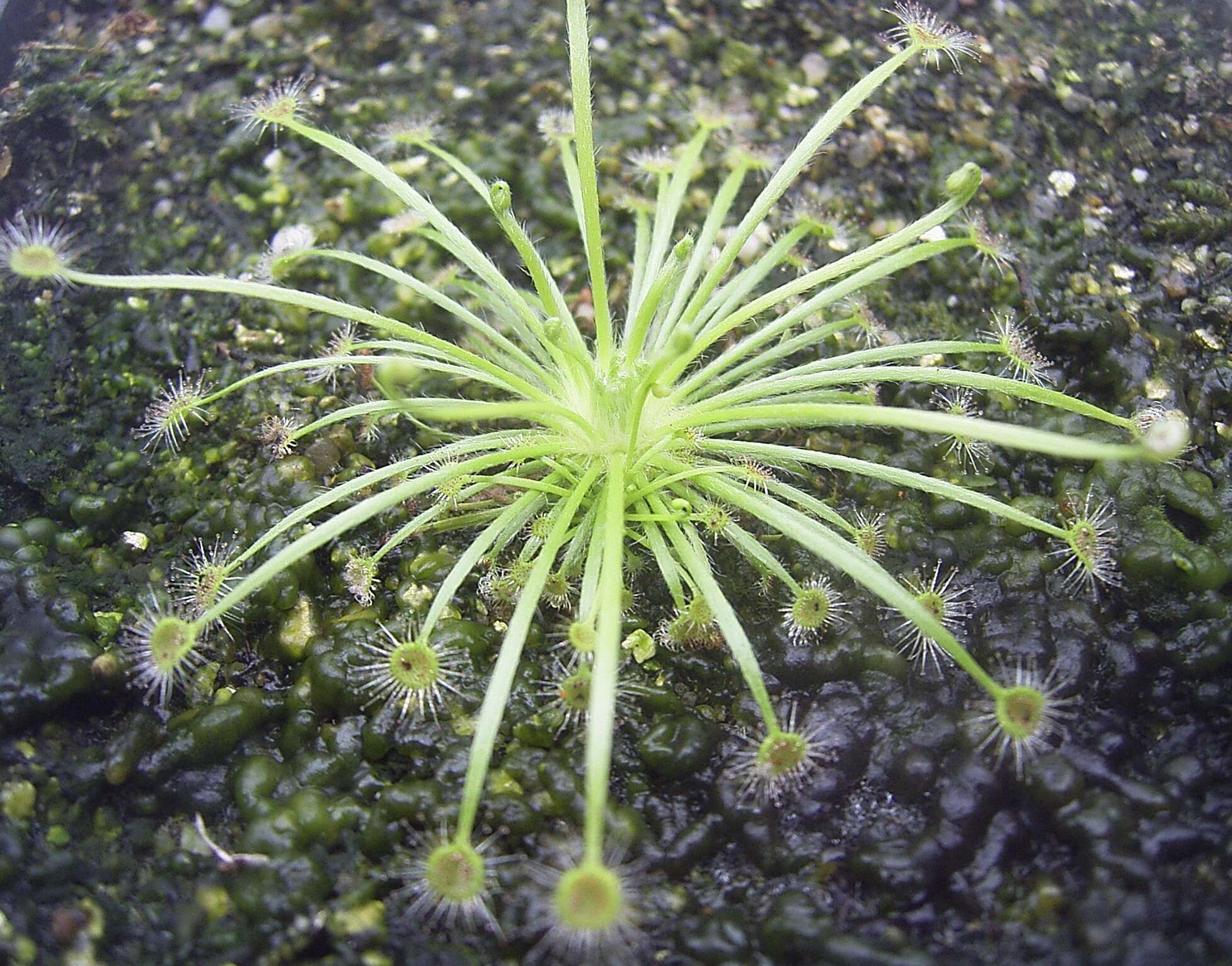 Image of Drosera broomensis Lowrie