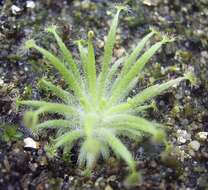 Image of Drosera dilatatopetiolaris Kondo