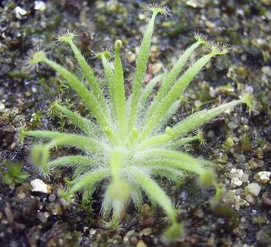 Image of Drosera dilatatopetiolaris Kondo