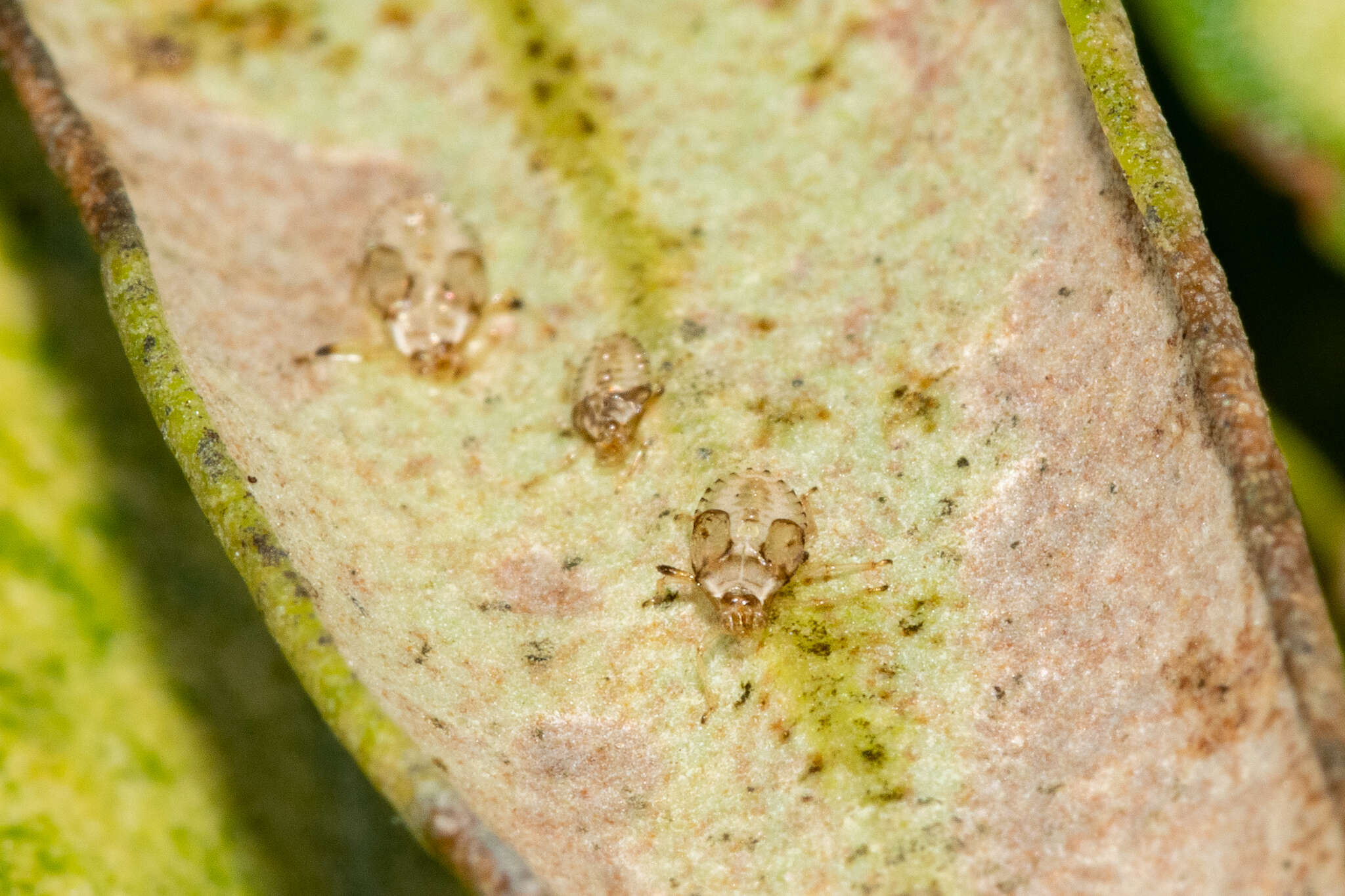 Plerochila australis (Distant 1904) resmi