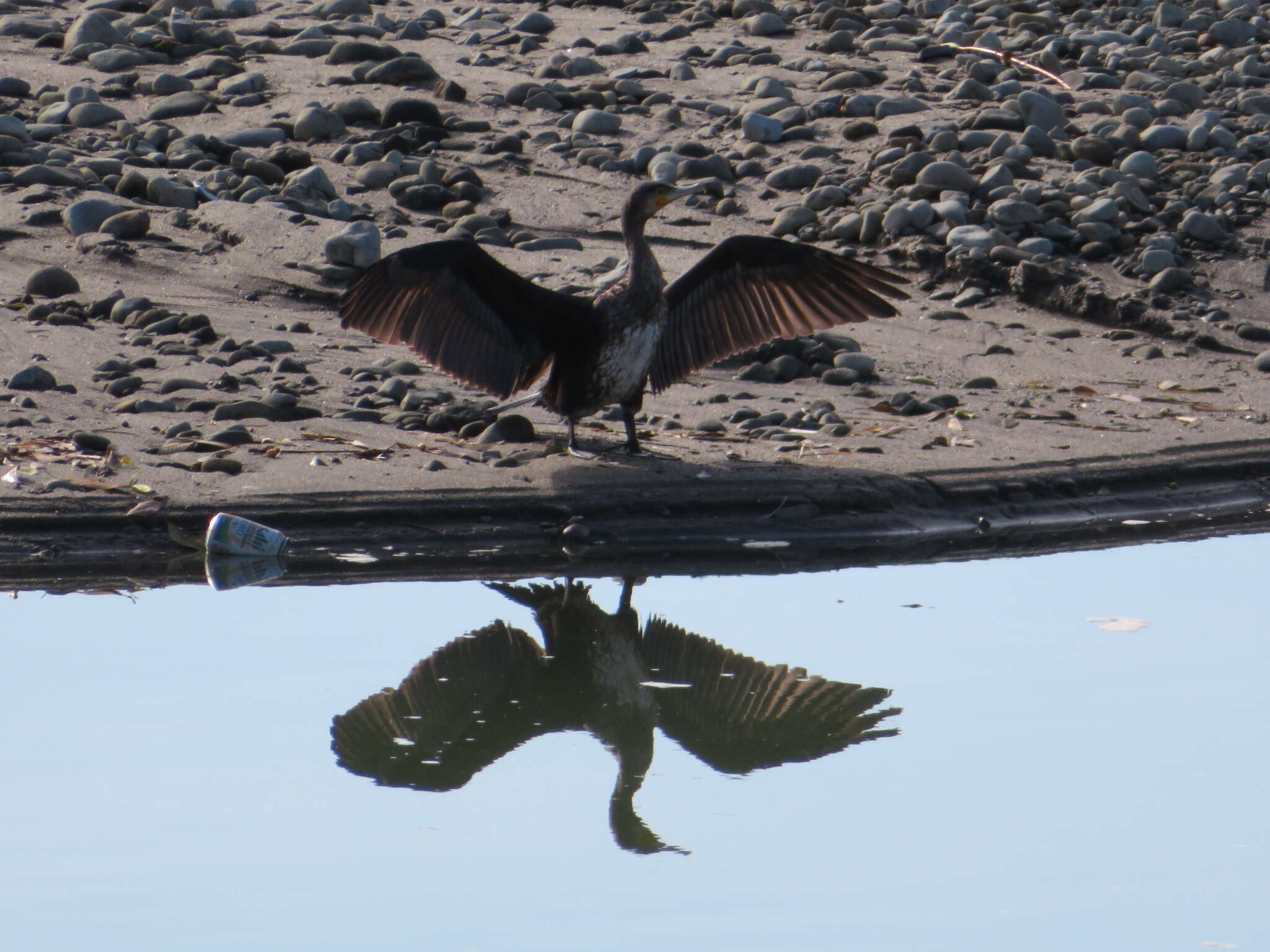 Imagem de Phalacrocorax carbo hanedae Kuroda & Nagamichi 1925