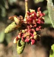 Plancia ëd Taphrina occidentalis W. W. Ray 1939