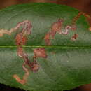 Image of Stigmella prunifoliella (Clemens 1861) Newton et al. 1982