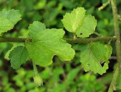 Imagem de Hibiscus meyeri subsp. meyeri