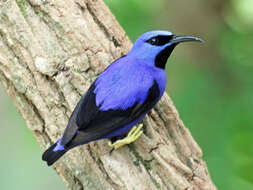 Image of Purple Honeycreeper