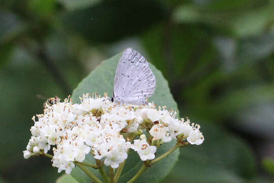 Image of <i>Celastrina neglectamajor</i>