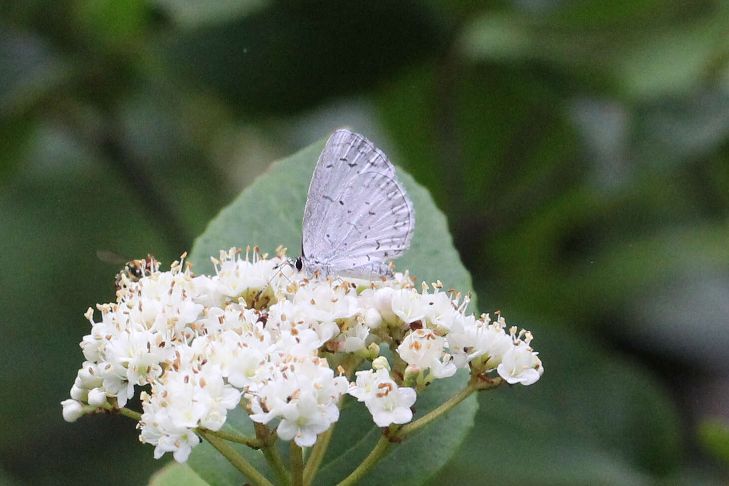 Image of <i>Celastrina neglectamajor</i>