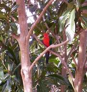 Image of Australian King Parrot