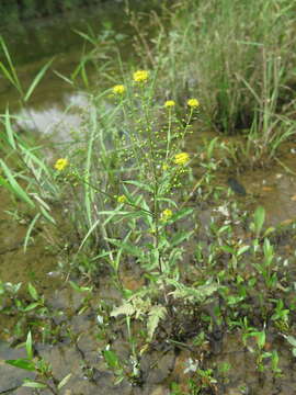 Image of globe yellowcress