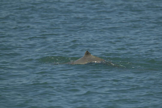 Image of Australian Snubfin Dolphin