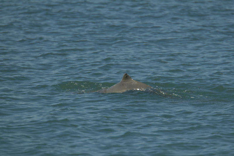 Image of Australian Snubfin Dolphin