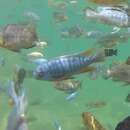 Image of Blue Mbuna