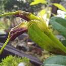 Image of Masdevallia bicolor Poepp. & Endl.