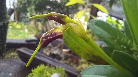 Masdevallia bicolor Poepp. & Endl.的圖片