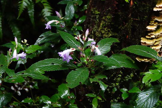 Image of Strobilanthes formosana S. Moore