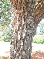 Image of Styrax ferrugineus Nees & Mart.