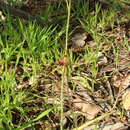 Caladenia pectinata R. S. Rogers的圖片