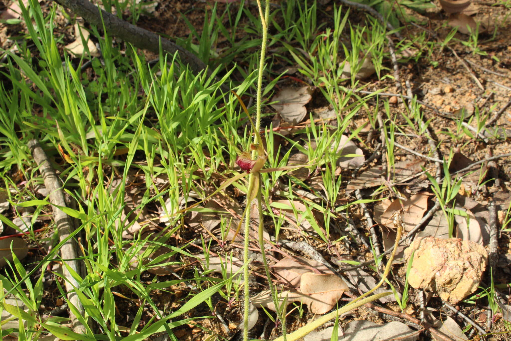 Image of Caladenia pectinata R. S. Rogers