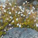 Image of Lyall's Speedwell