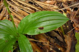 Crepidium purpureum (Lindl.) Szlach.的圖片