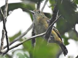 Image of Sooretama Slaty Antshrike