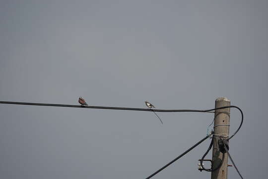 Image of White-shouldered Starling