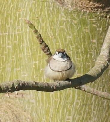 Image of Double-barred Finch