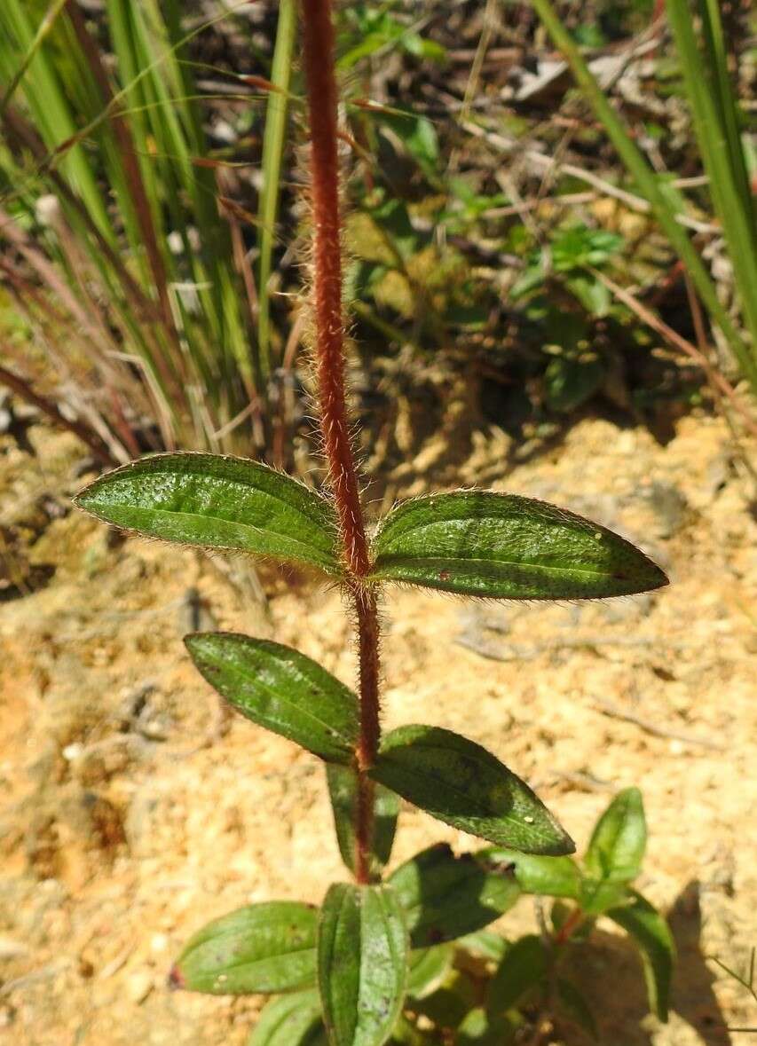 Imagem de Argyrella phaeotricha (Hochst.) Naud.