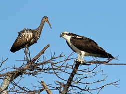 Image of limpkins