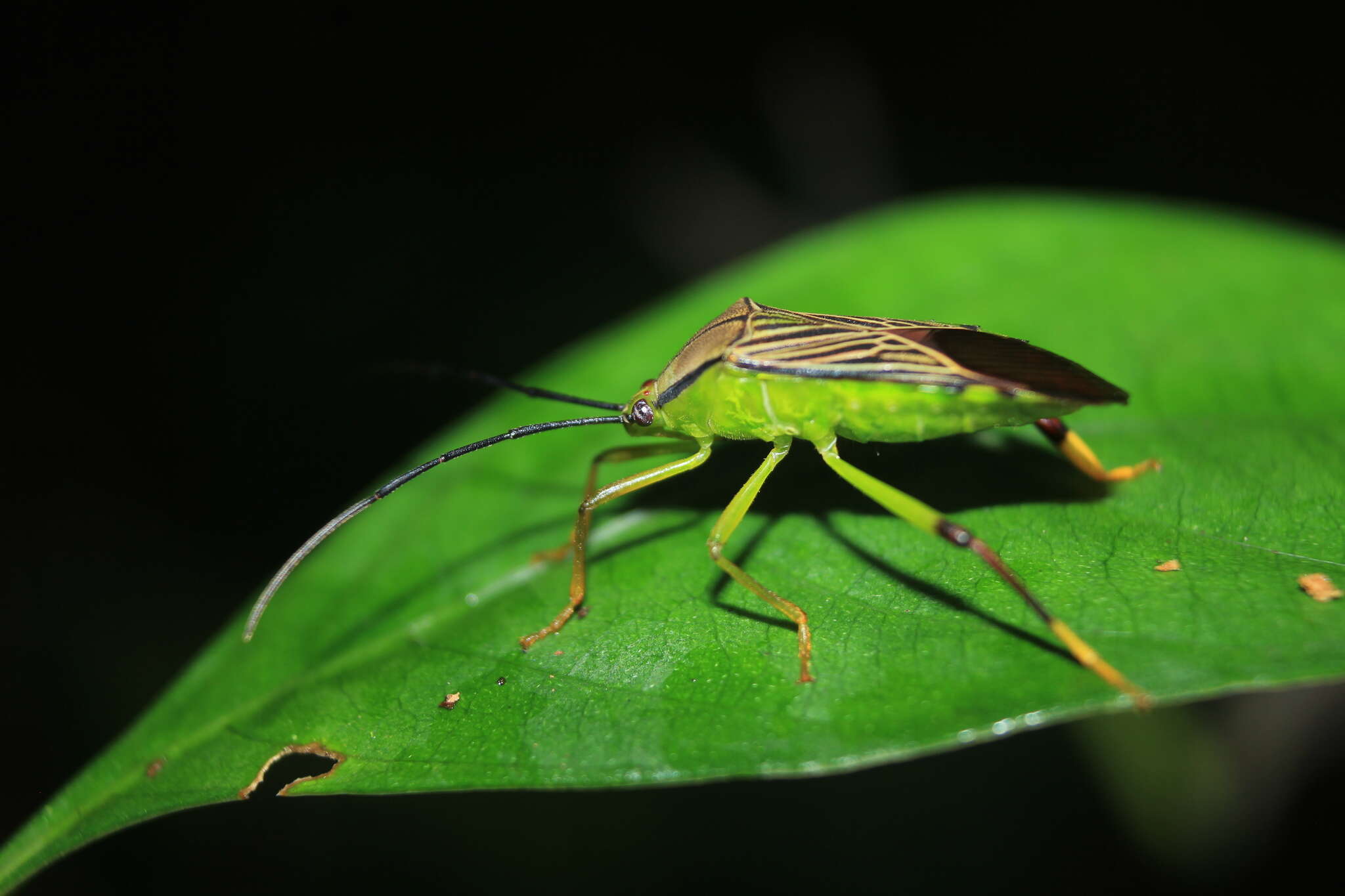 Image of Melucha lineatella (Fabricius 1803)