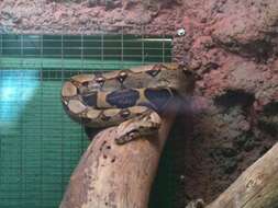 Boa constrictor Linnaeus 1758 resmi