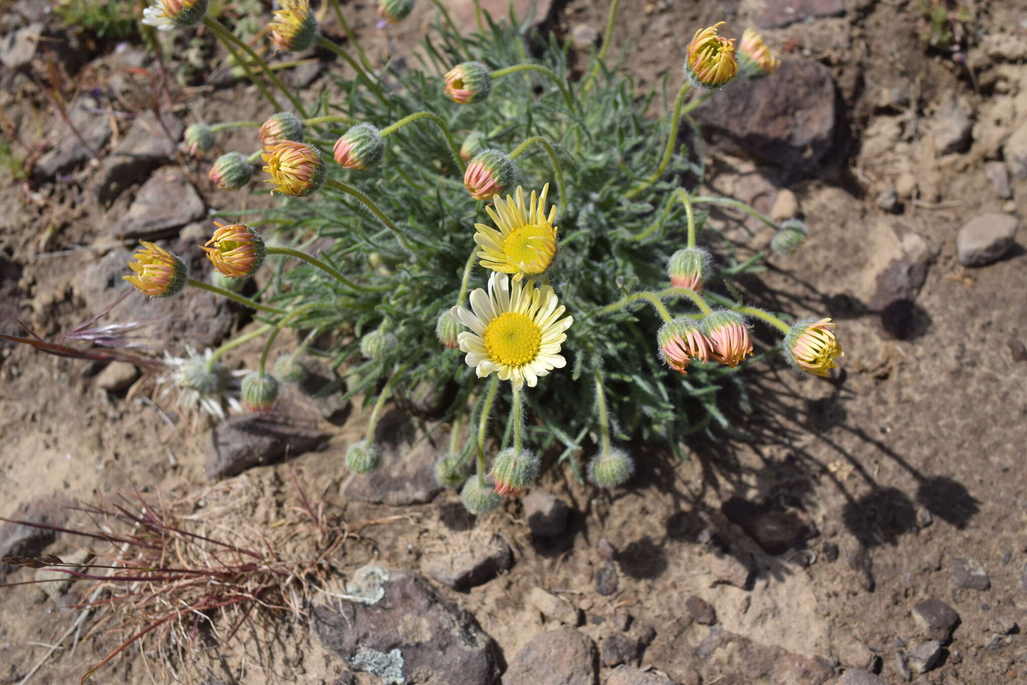 Imagem de Erigeron poliospermus A. Gray