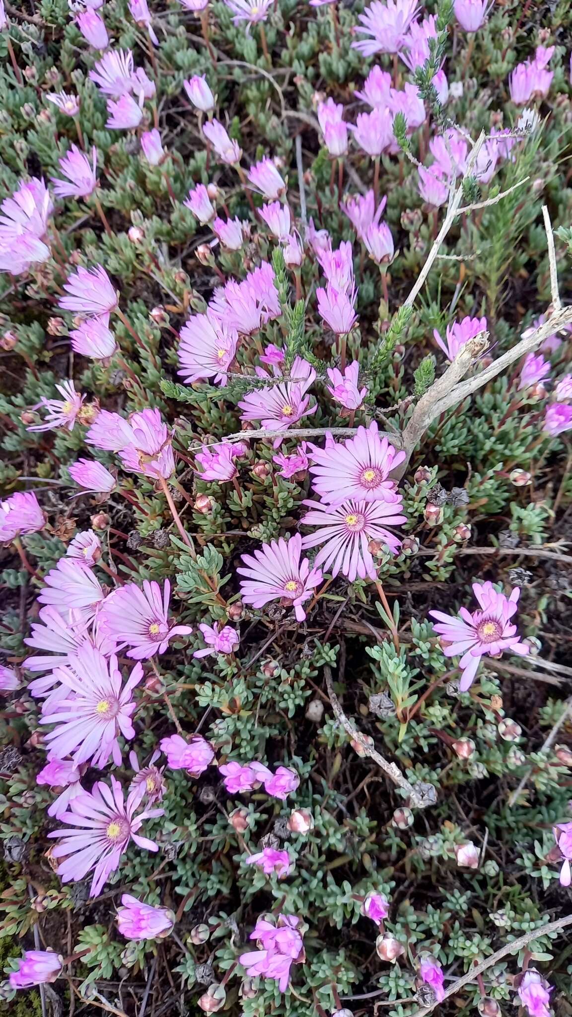 Image of Lampranthus peacockiae (L. Bol.) L. Bol.