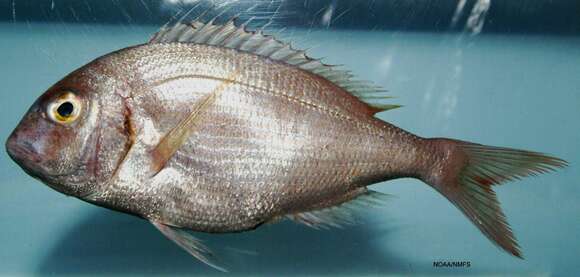 Image of Common Sea Bream