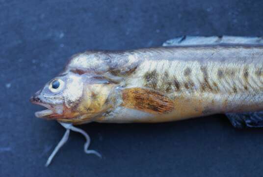 Image of Crested Cusk-eel