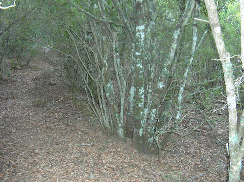 Image of Holm Oak