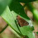 Image of Great Swift