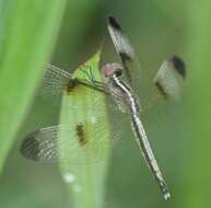 Image of Pied Paddy Skimmer