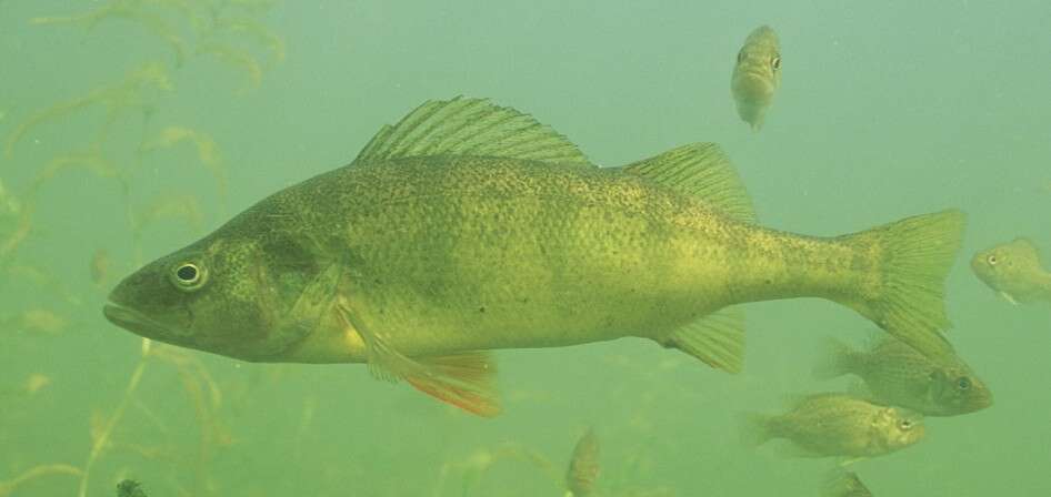 Image of Yellow Perch