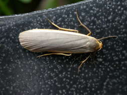 Image of common footman