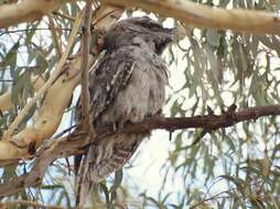 Image of Tawny Frogmouth