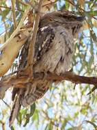 Image of Tawny Frogmouth