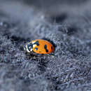 Image of Casey's Lady Beetle