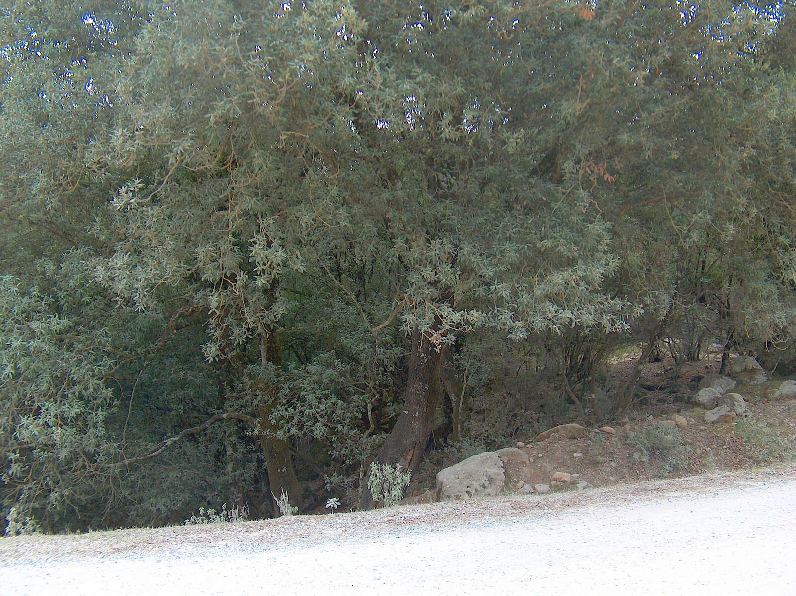 Image of Holm Oak