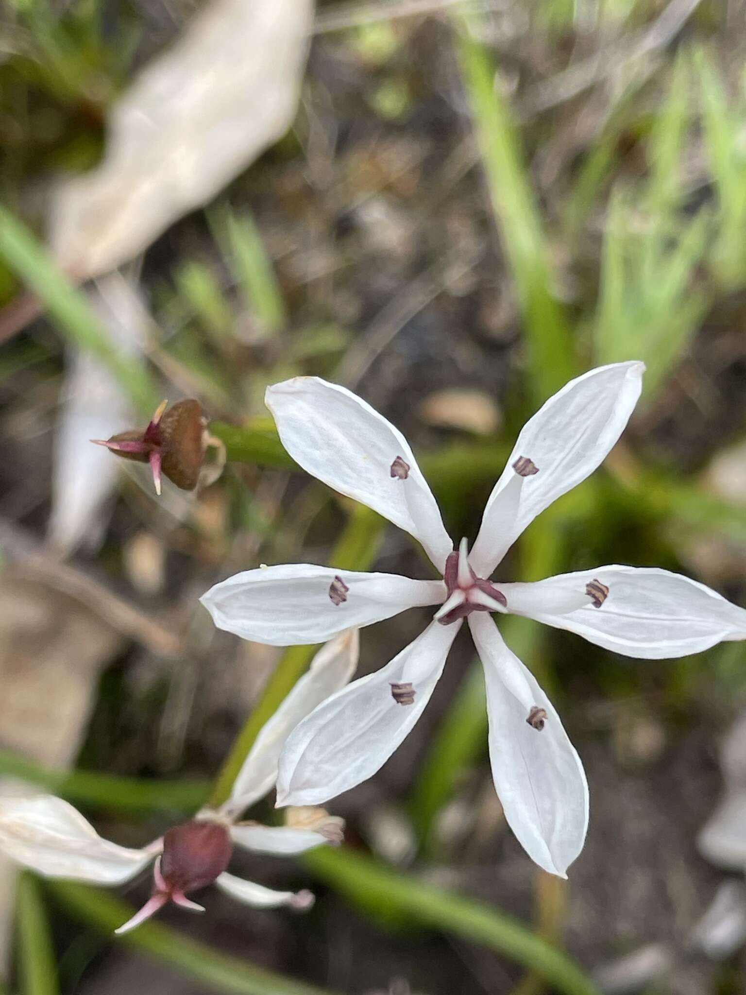 Image of Burchardia multiflora Lindl.