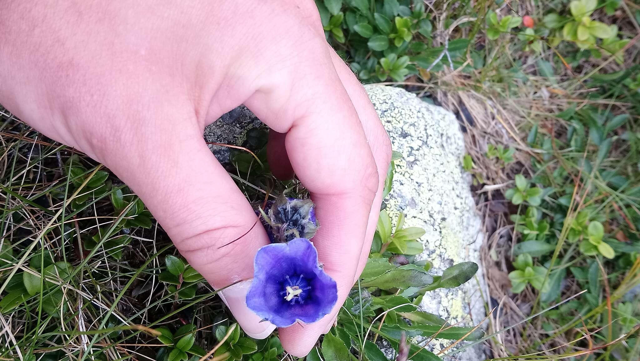 Image of Alpine Bellflower