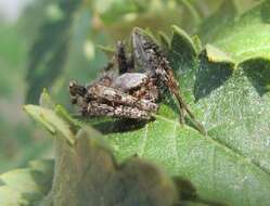 Imagem de Pararaneus perforatus (Thorell 1899)