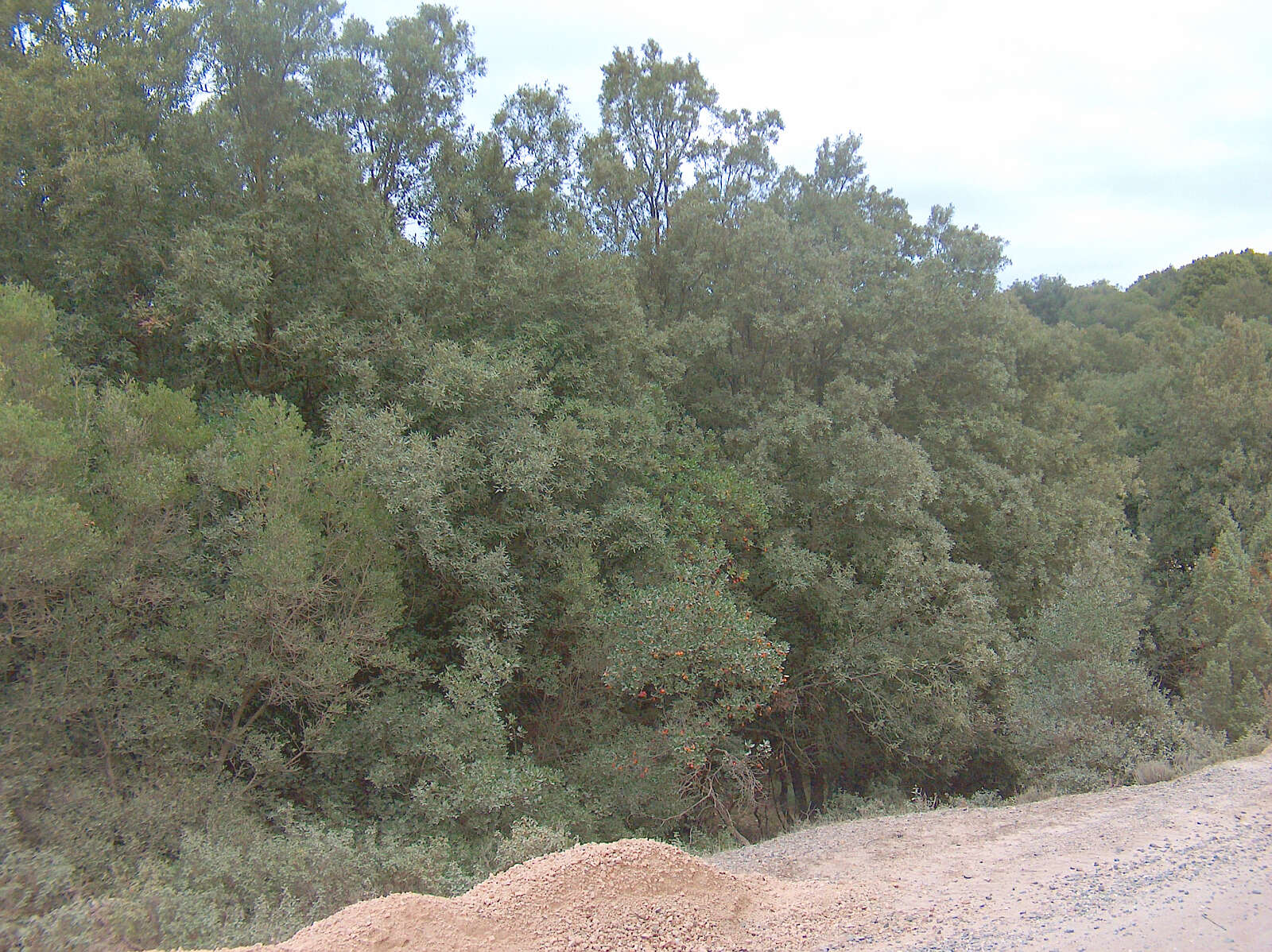 Image of Holm Oak