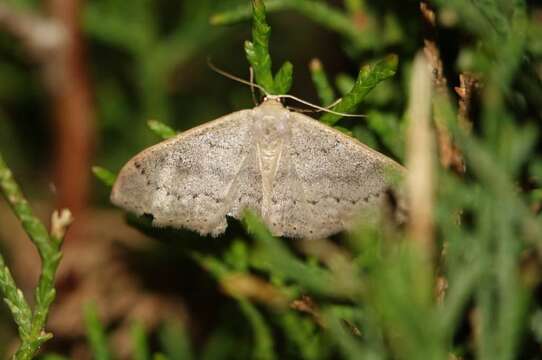 Image of Idaea eugeniata Millière 1872